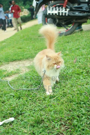 1+ Year Female Purebred Persian Cat