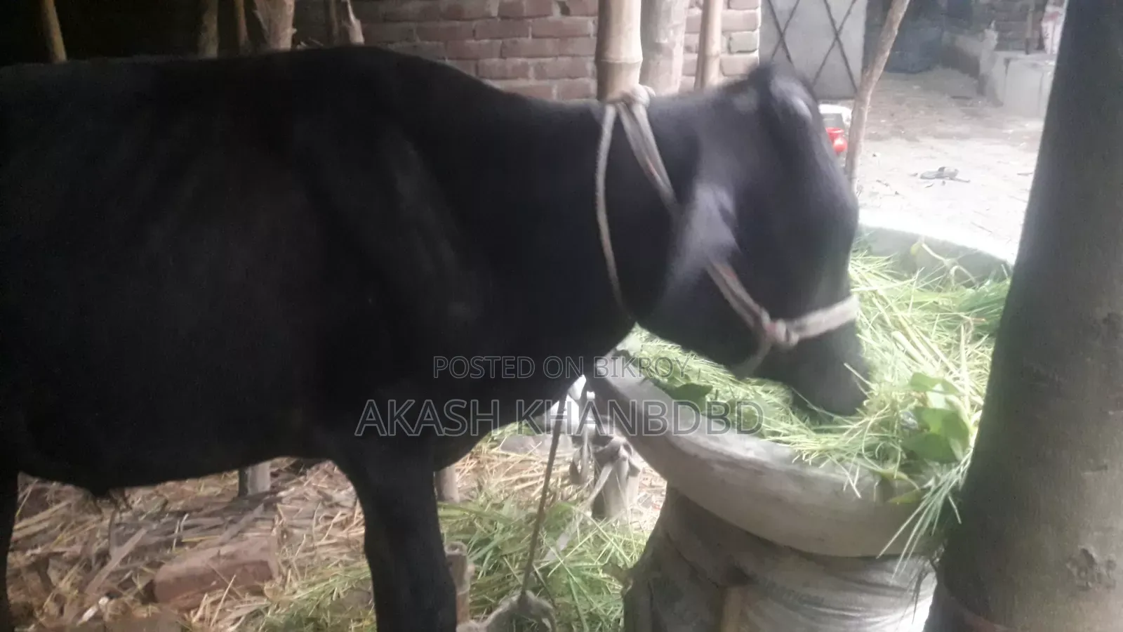 Good quality crossbreed cow