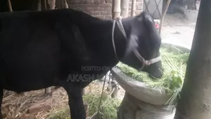 Good quality crossbreed cow