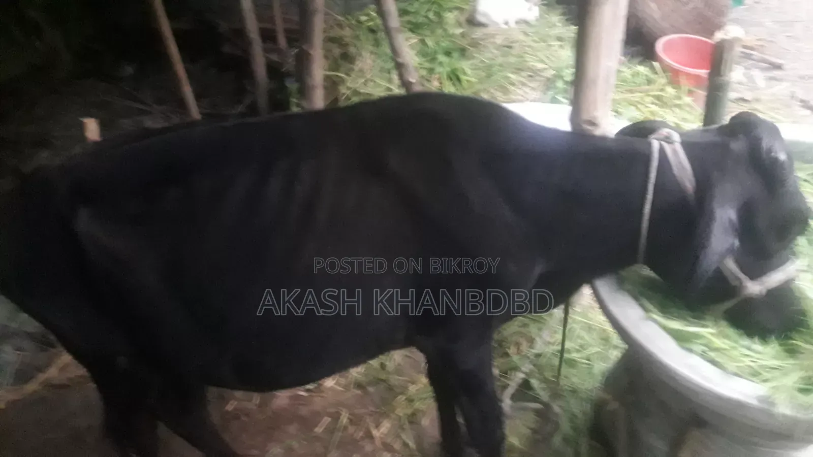 Good quality crossbreed cow