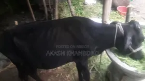 Good quality crossbreed cow