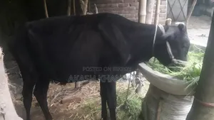 Good quality crossbreed cow