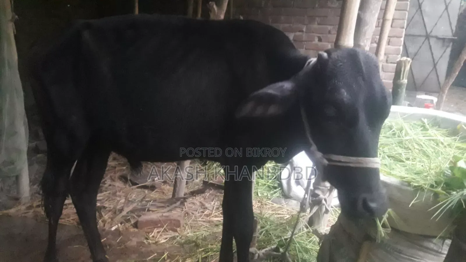 Good quality crossbreed cow