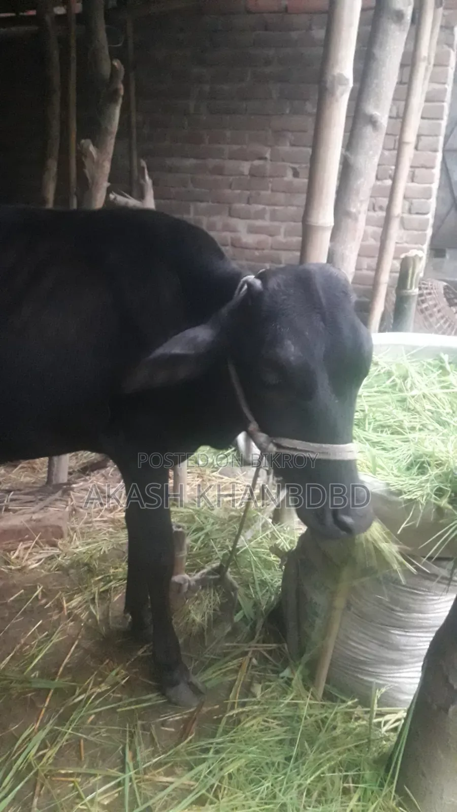 Good quality crossbreed cow