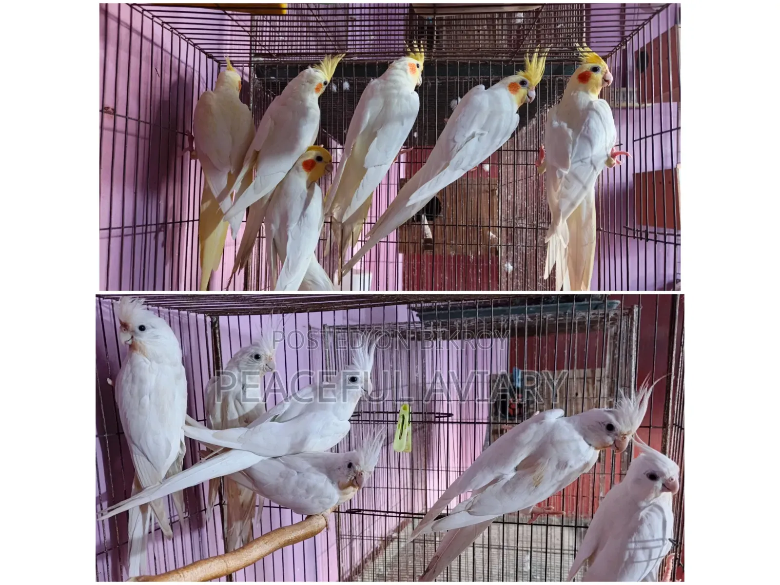 ককাটেল পাখি এডাল্ট লুটিনো এলবিনো