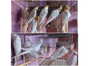 ককাটেল পাখি এডাল্ট লুটিনো এলবিনো