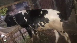 Friesian Cow