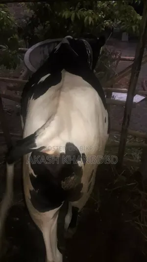 Friesian Cow