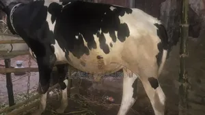 Friesian Cow