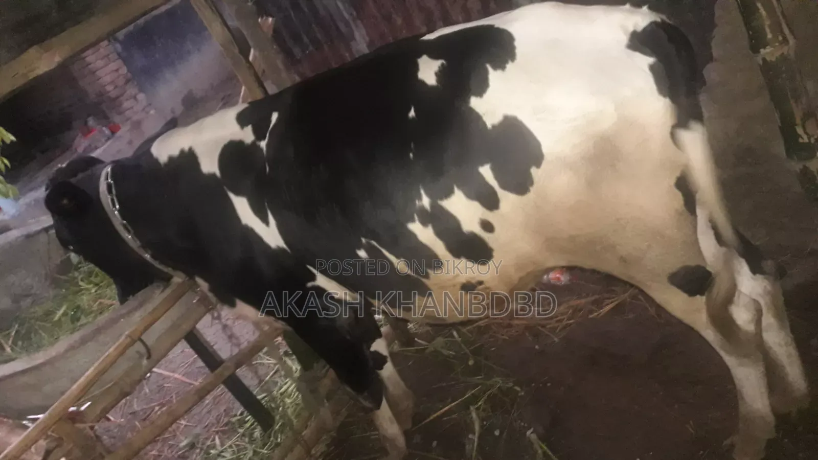 Friesian Cow