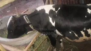 Friesian Cow