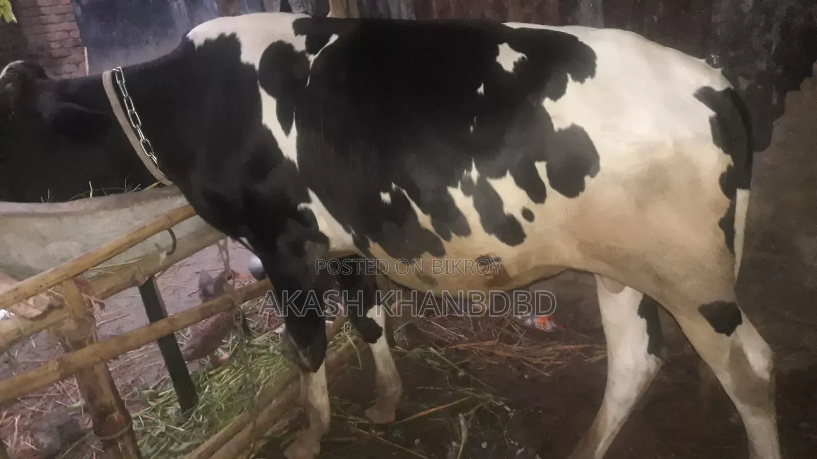 Friesian Cow