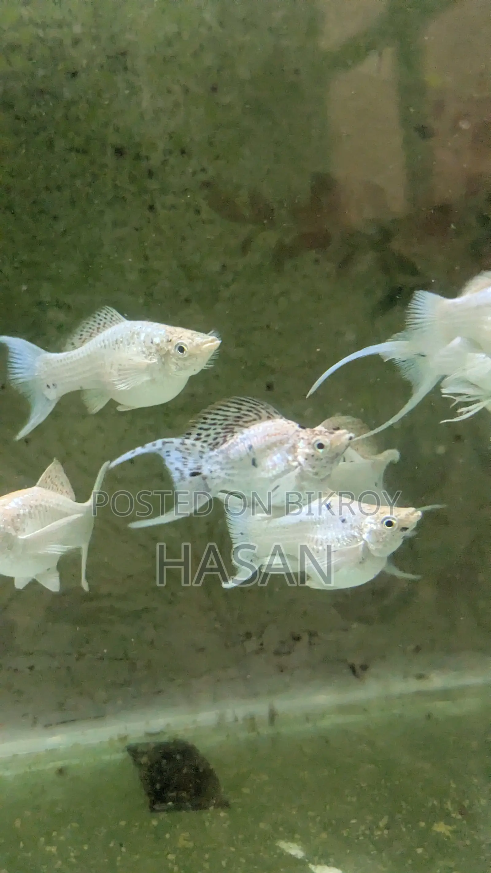 Adult Balloon Molly Fish