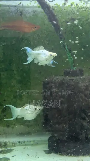 Adult Balloon Molly Fish
