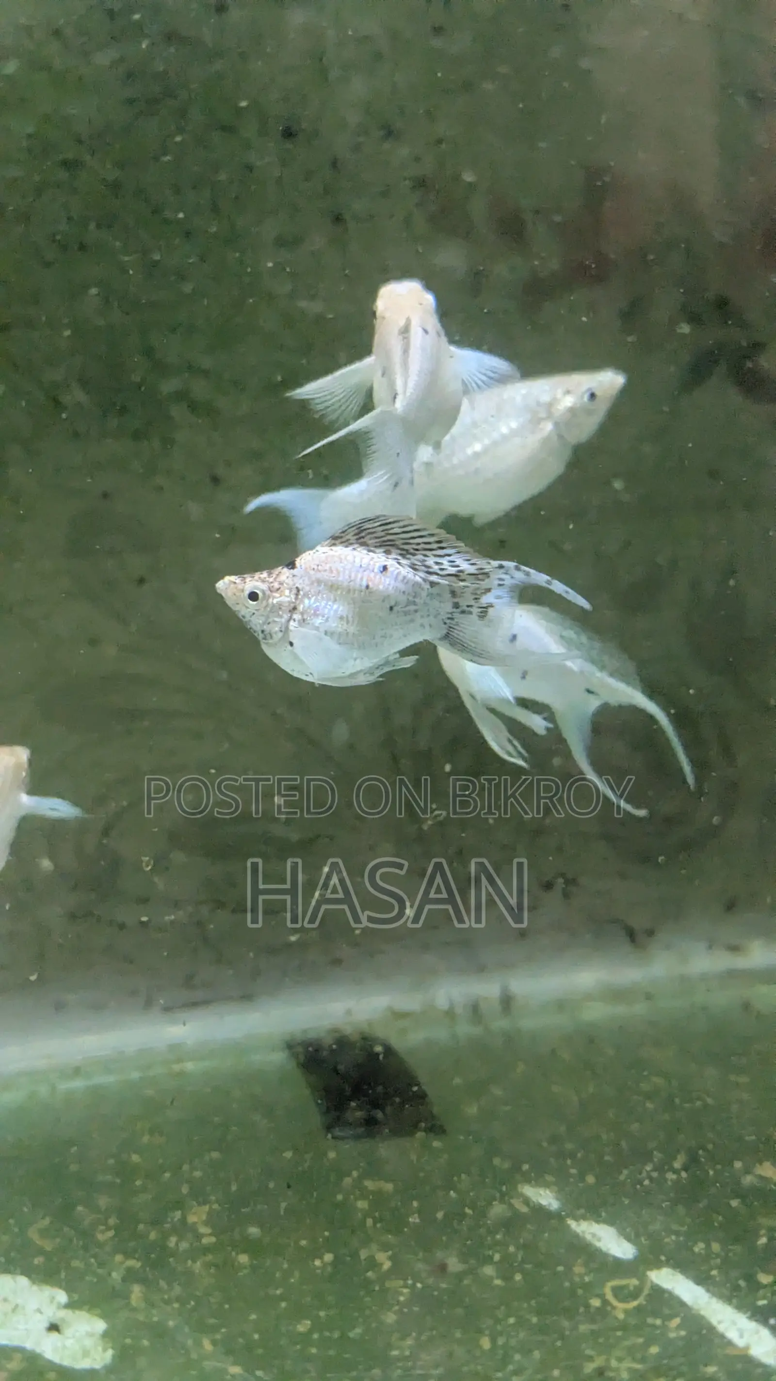 Adult Balloon Molly Fish
