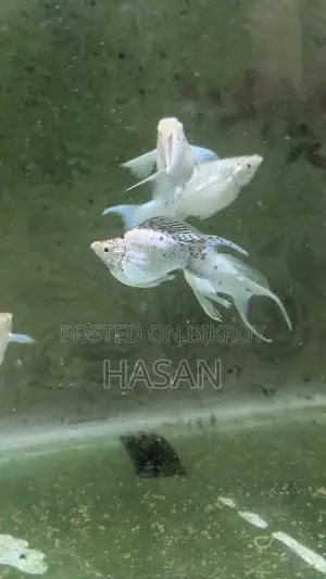Adult Balloon Molly Fish