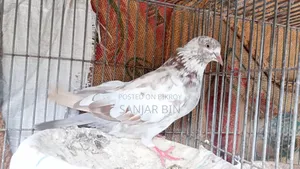 Benares Female