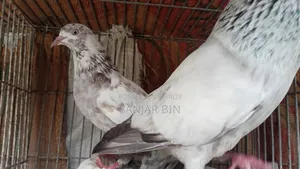 Benares Female