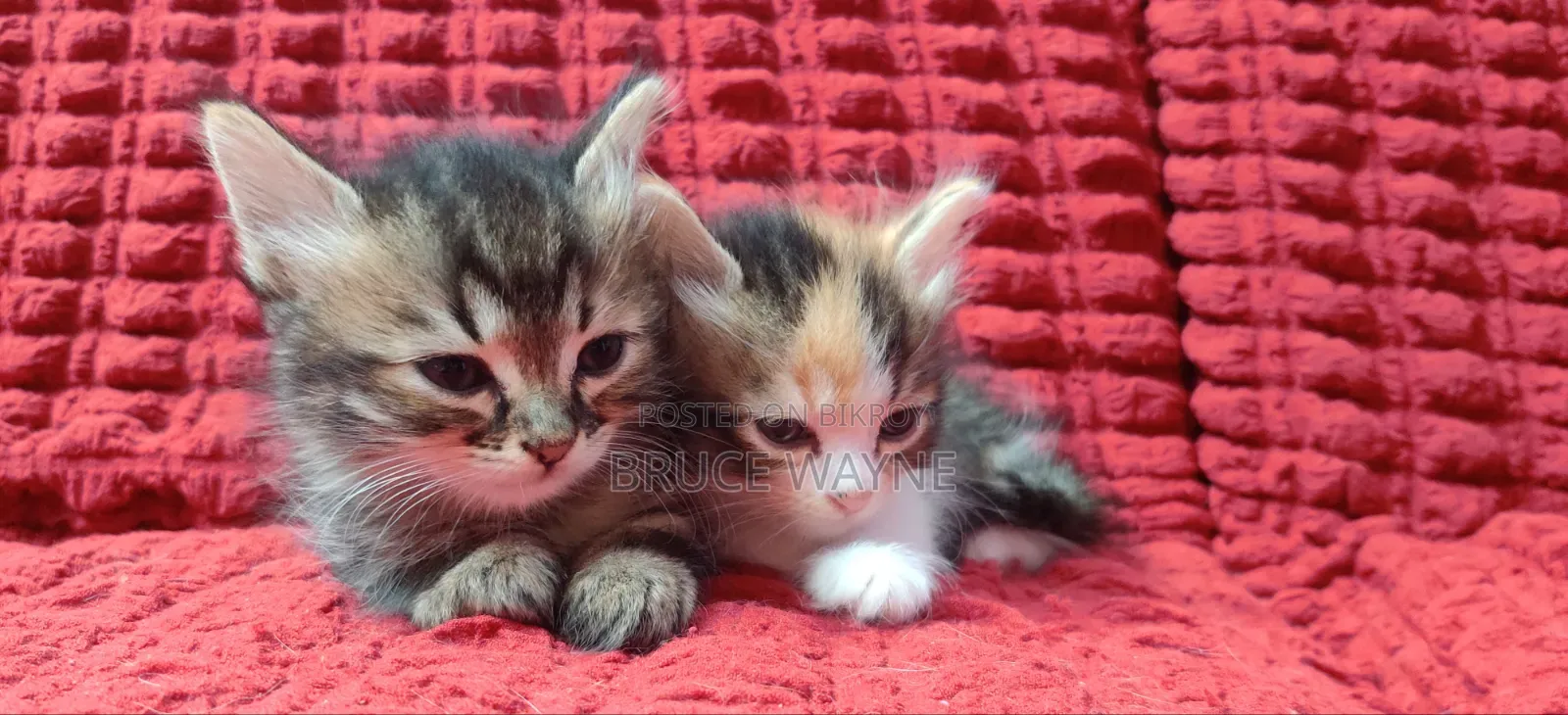 1-3 Months Female Mixed Breed Persian