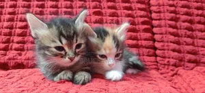 1-3 Months Female Mixed Breed Persian