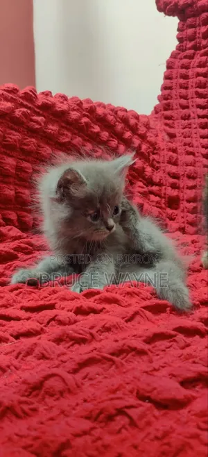 1-3 Months Female Mixed Breed Persian
