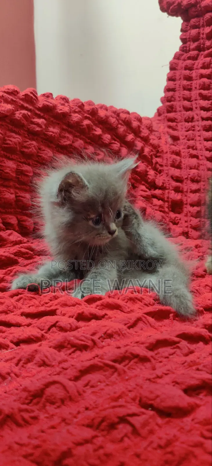1-3 Months Female Mixed Breed Persian