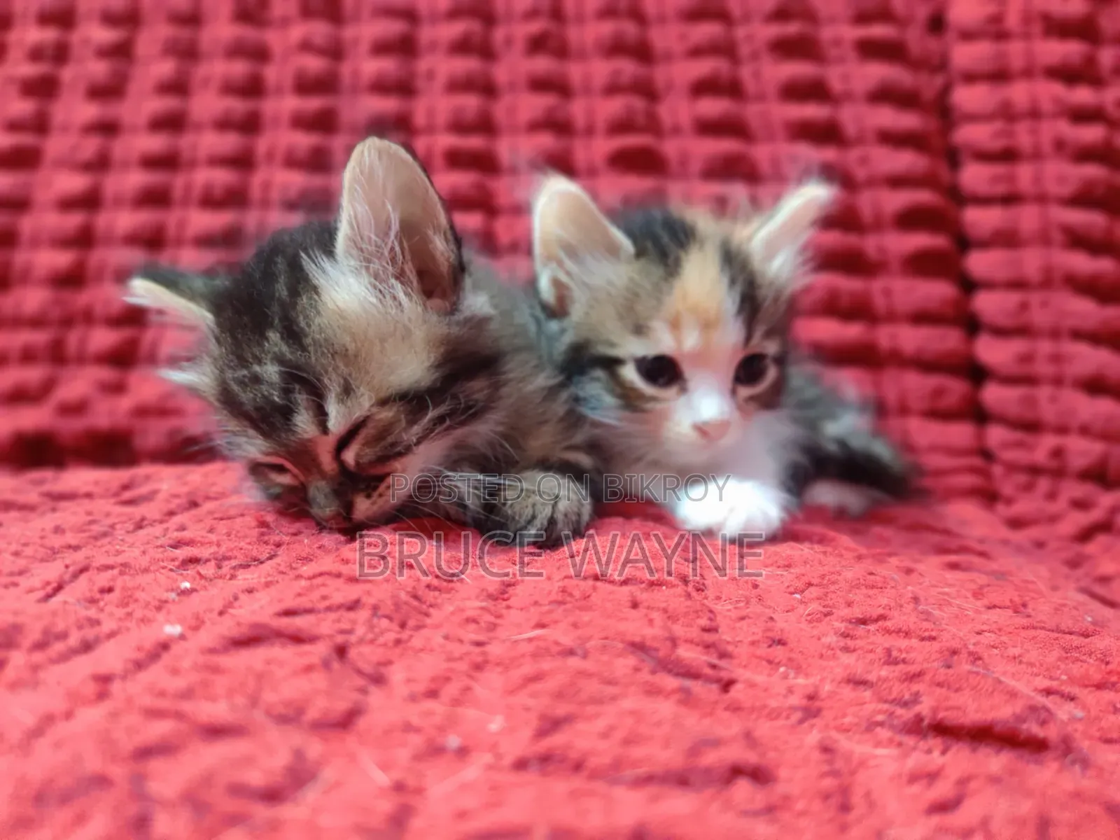 1-3 Months Female Mixed Breed Persian
