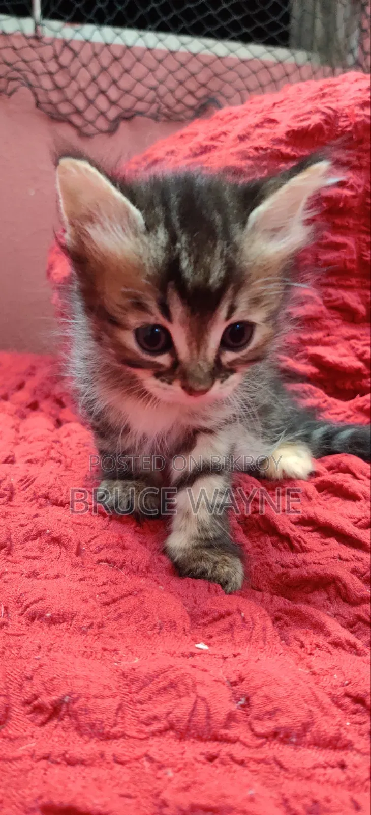 1-3 Months Female Mixed Breed Persian