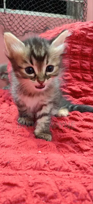 1-3 Months Female Mixed Breed Persian