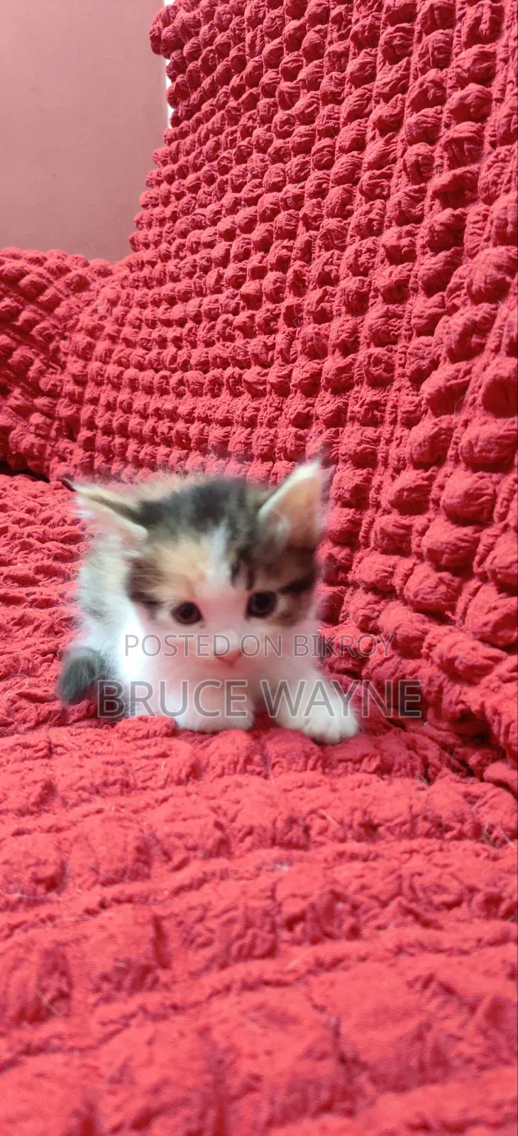 1-3 Months Female Mixed Breed Persian