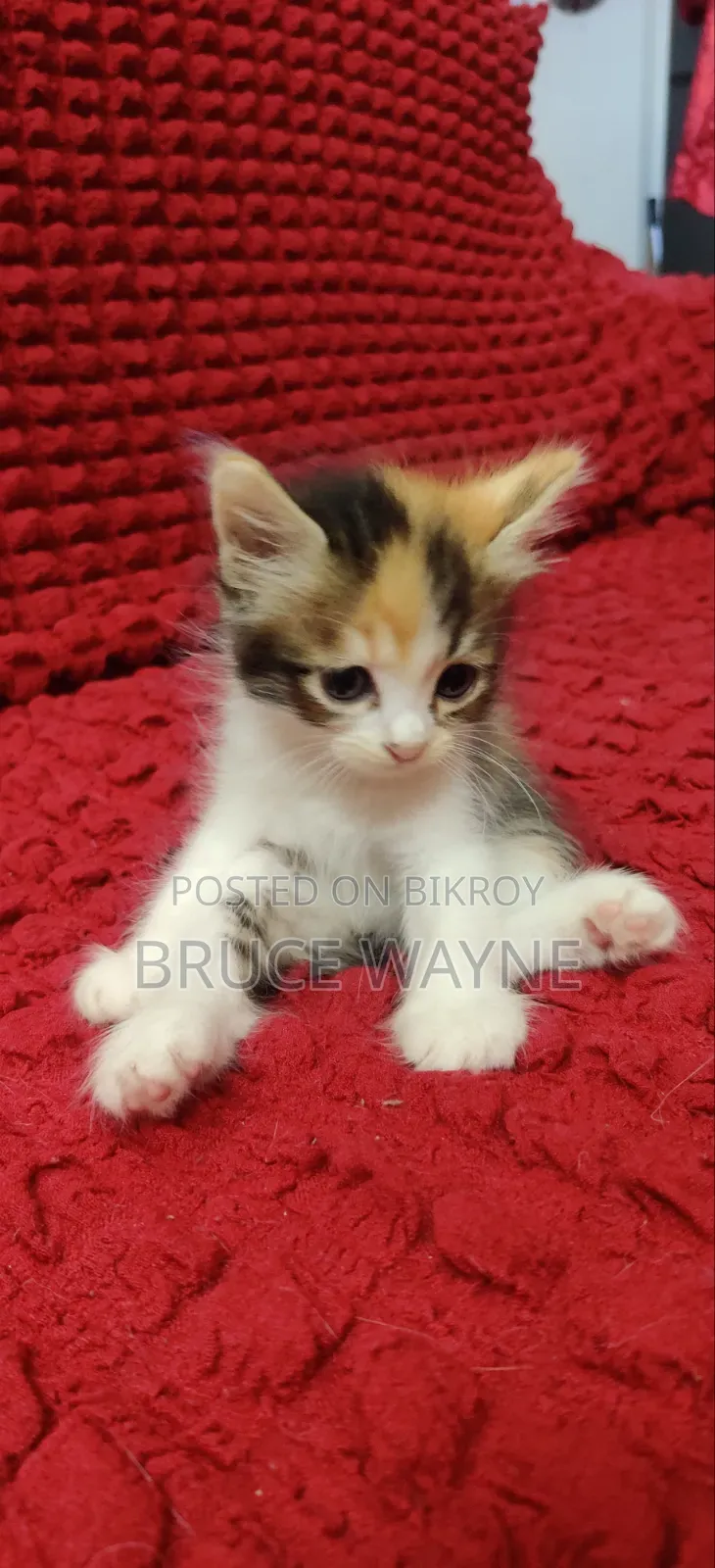 1-3 Months Female Mixed Breed Persian
