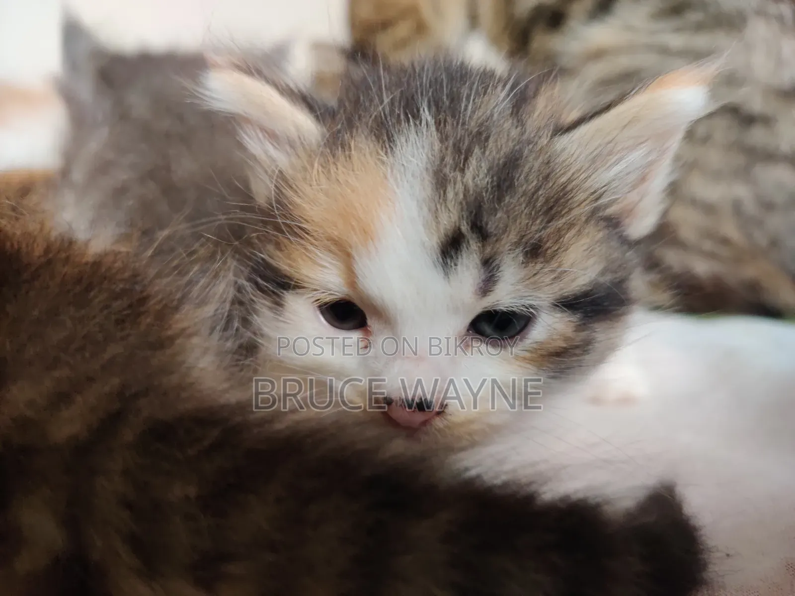 1-3 Months Female Mixed Breed Persian