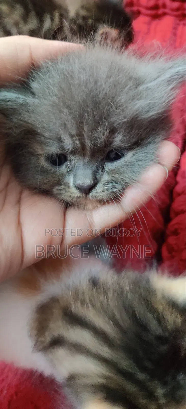 1-3 Months Female Mixed Breed Persian