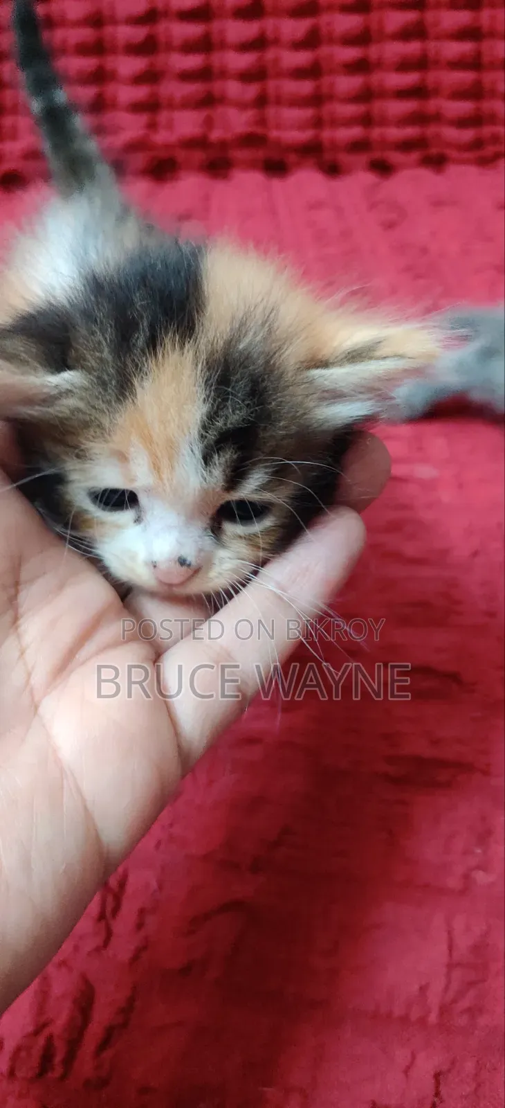 1-3 Months Female Mixed Breed Persian