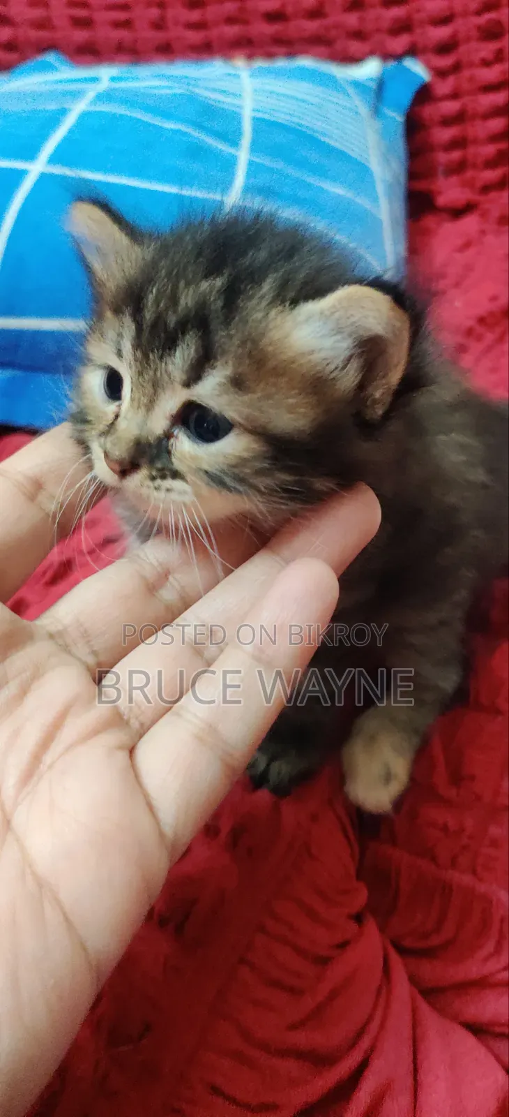 1-3 Months Female Mixed Breed Persian