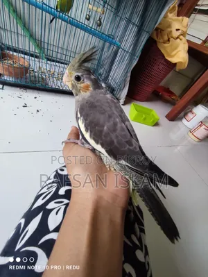 ককাটেল পাখির বাচ্চা