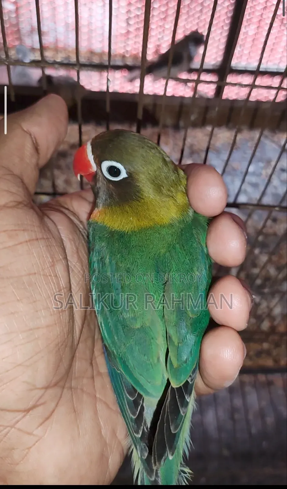 Tame Size Love Bird / টেম সাইজ লাভ বার্ড