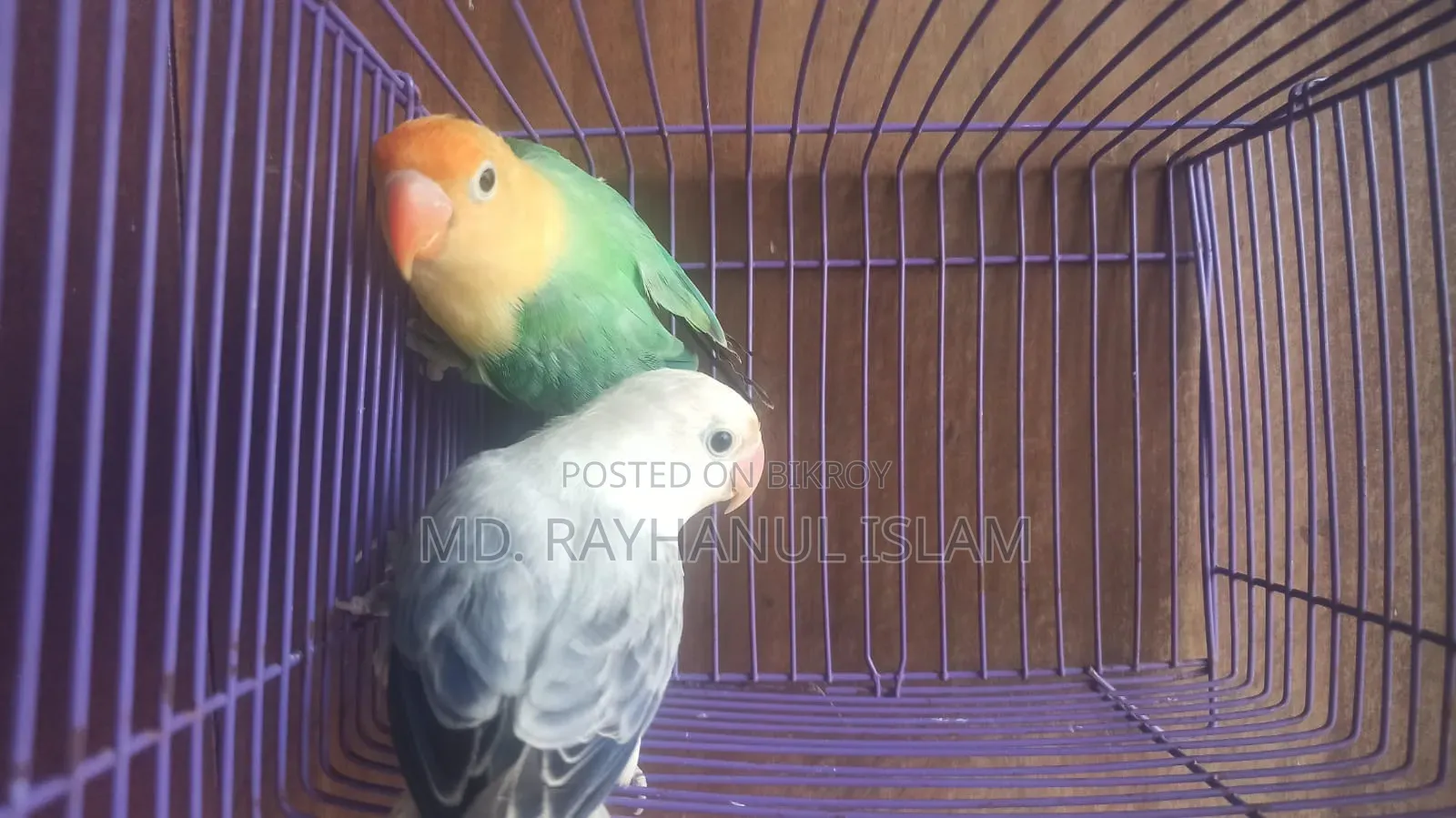 Lovebird Pair