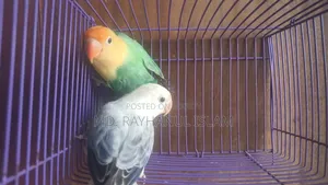 Lovebird Pair