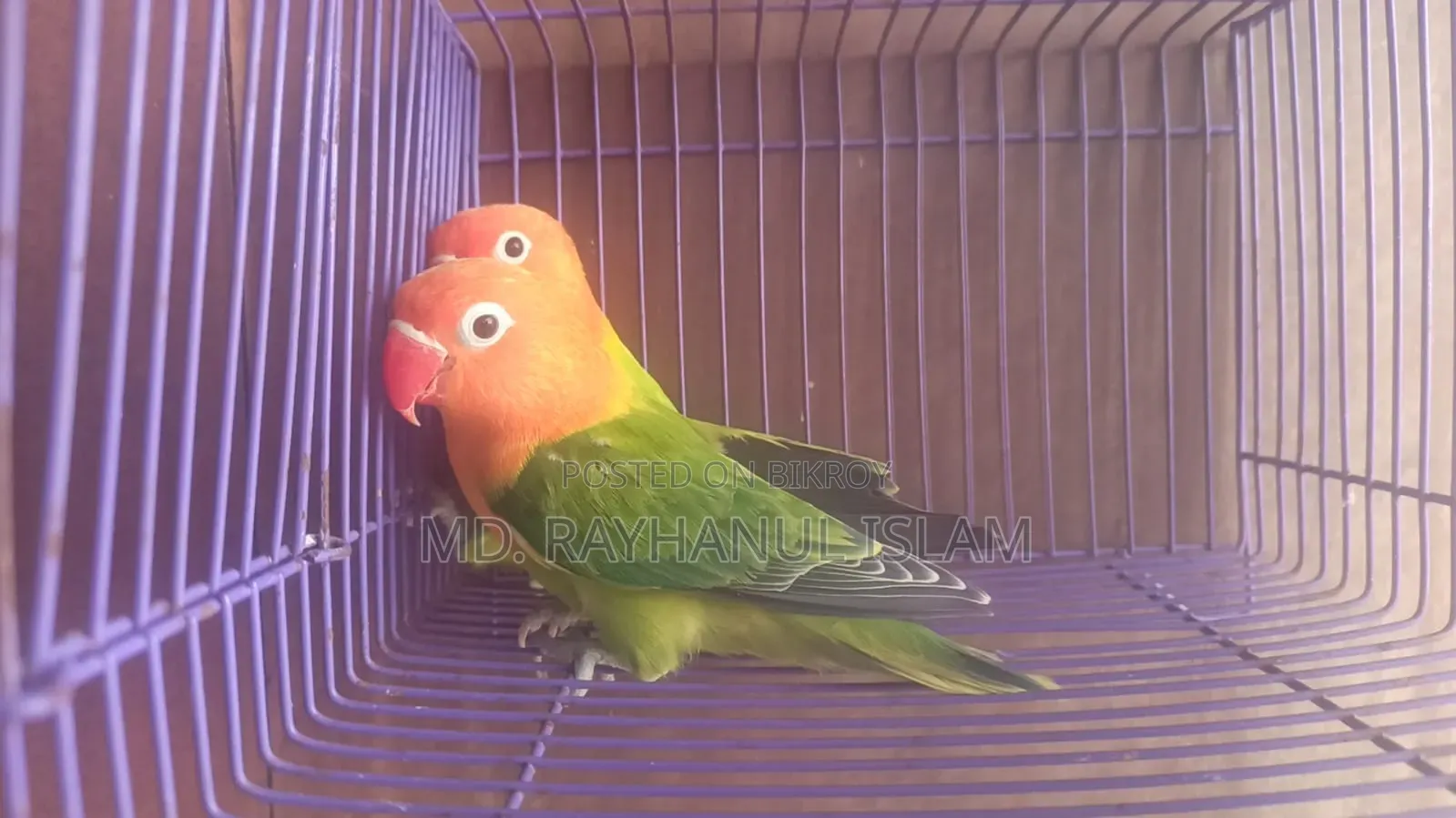 Lovebird Pair