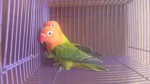 Lovebird Pair