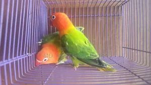 Lovebird Pair
