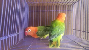 Lovebird Pair