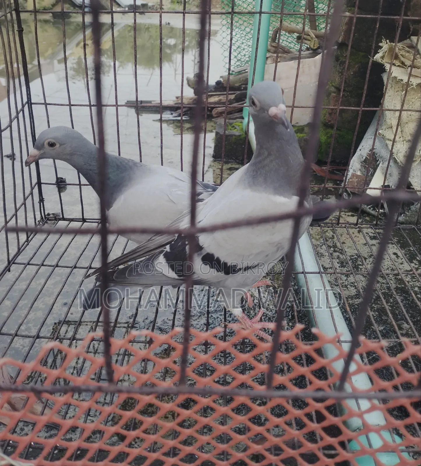 Homa Kobutor