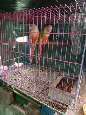Pineapple Conure for sale