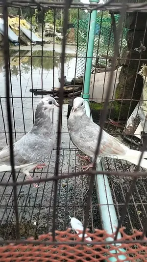 কবুতর পাখি