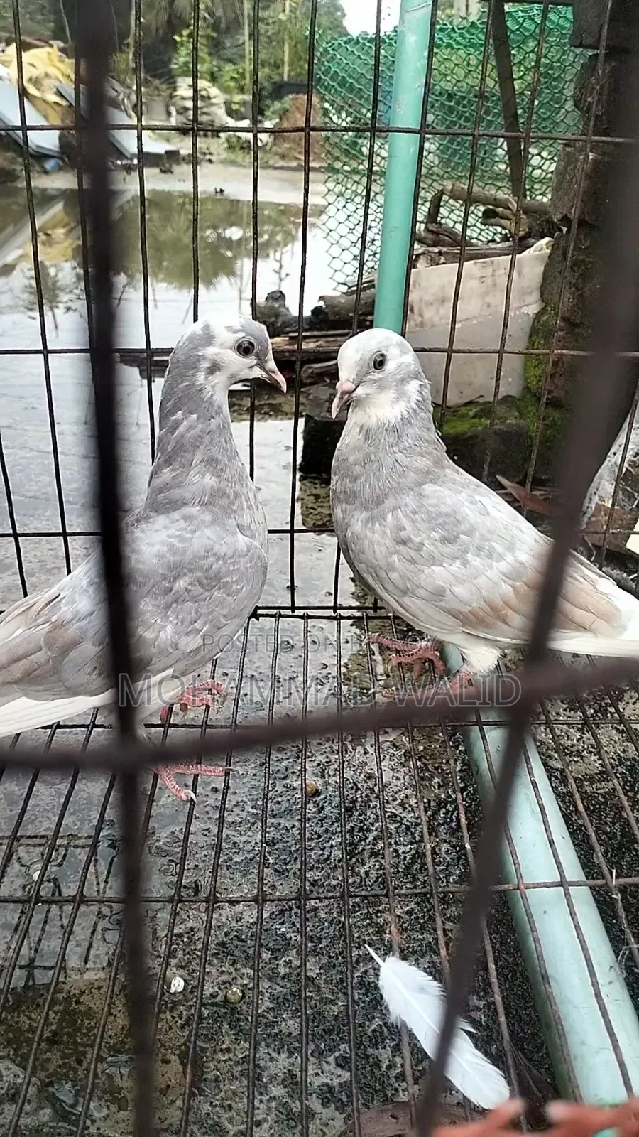 কবুতর পাখি