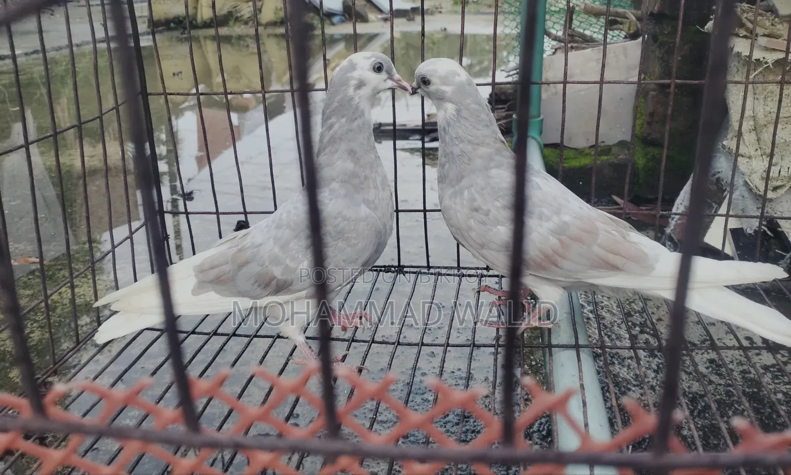 কবুতর পাখি