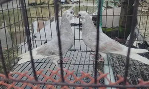 কবুতর পাখি