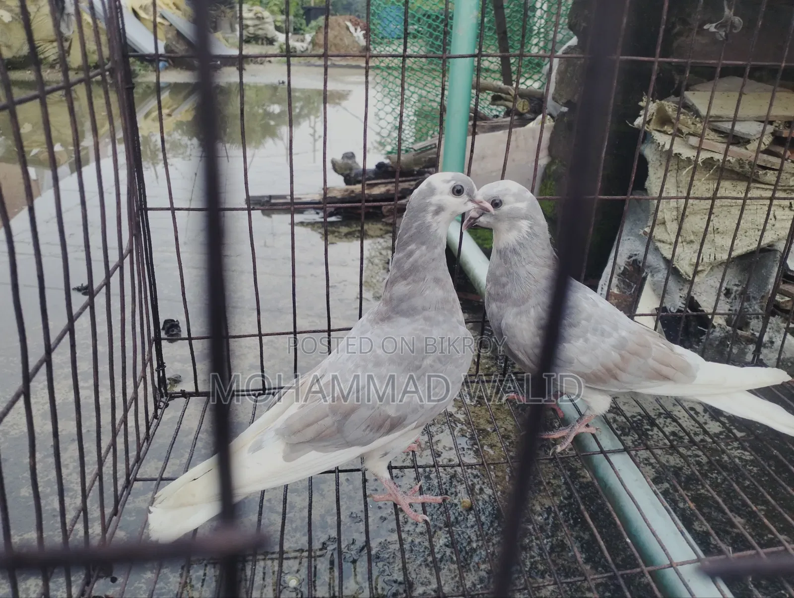 কবুতর পাখি